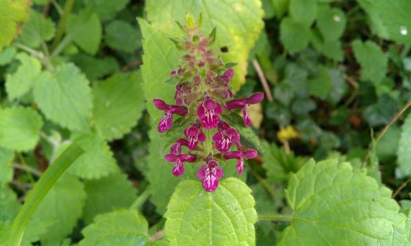 Woodland woundwort