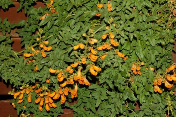 Eccromocarpus scaberThis is very easy from seed, has a very long flowering season (early...