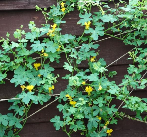 Tropaeolum peregrinum - Canary CreeperAnother fast growing tender climber. Grow from seed....