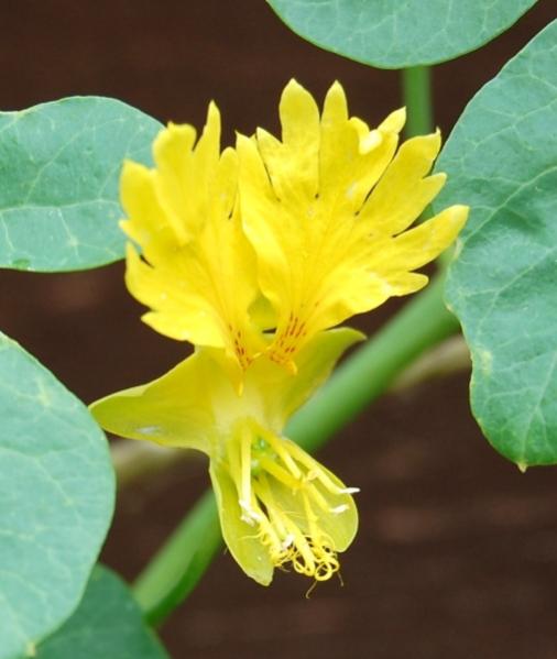 Tropaeolum peregrinum - Canary CreeperAnother fast growing tender climber. Grow from seed....