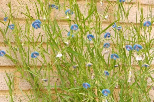 Lathyrus sativus azureusMy &quot;Sweet pea&quot; of choice!
Small blooms and not as...