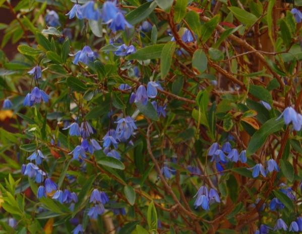 Sollya heterophylla - Bluebell CreeperTender Australian vine, but ok in my garage over the...