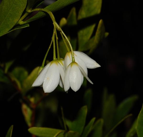 Sollya heterophylla - Bluebell CreeperTender Australian vine, but ok in my garage over the...