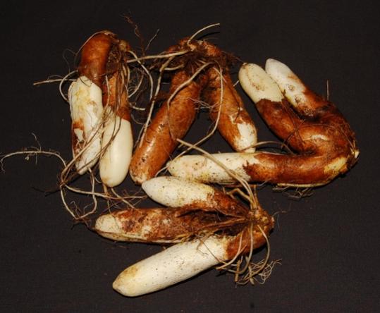 Gloriosa superba tubersThe yield from four tubers this year.