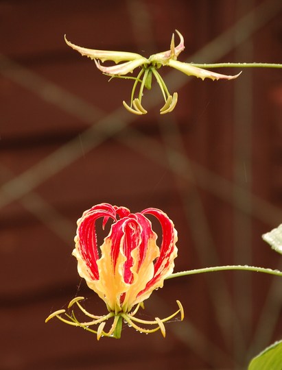 Gloriosa superba.Very easy to grow exotic looking climber. Stored dry in the pot over the...
