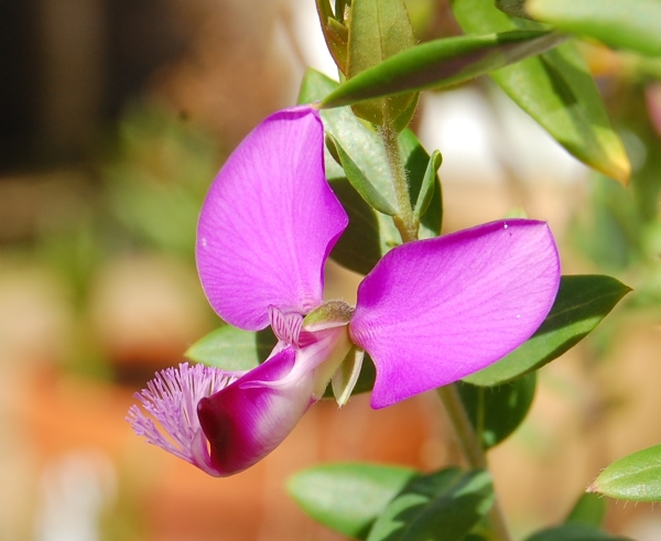 Polygala myrtifolia