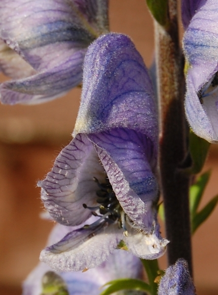 Aconitum &quot;Stainless Steel&quot;