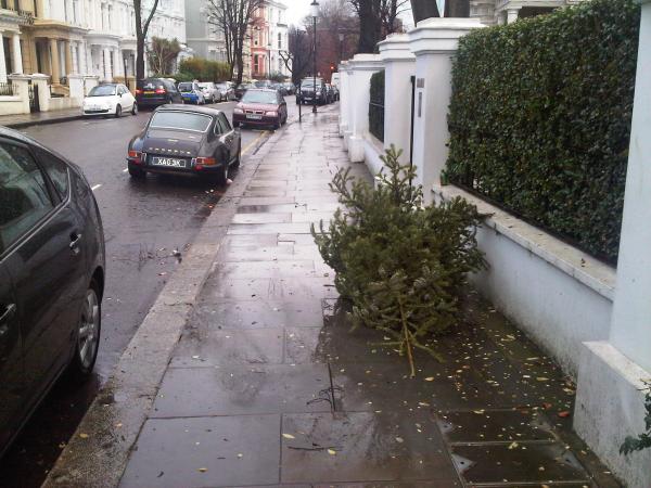 Christmas tree. Just dumped on the street. (seen quite a few)