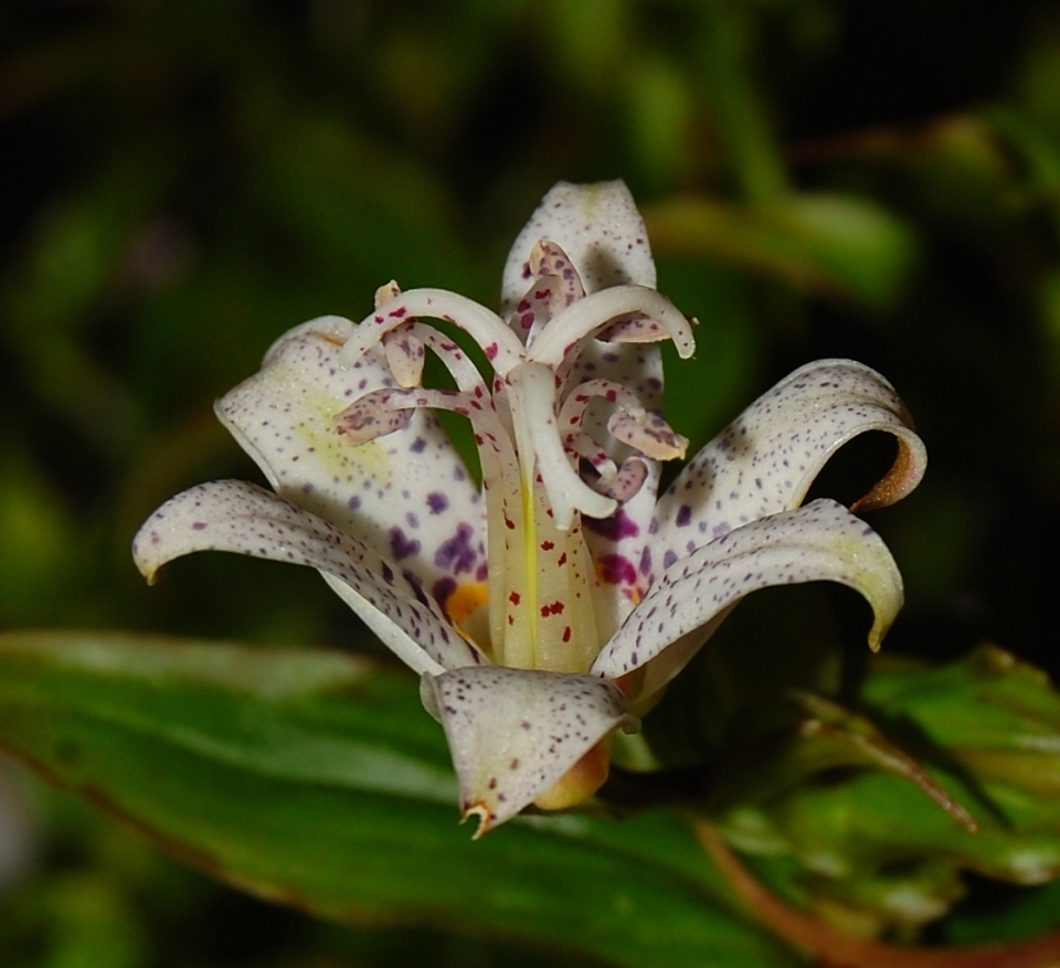 Tricyrtis formosana "Lightning Strike"