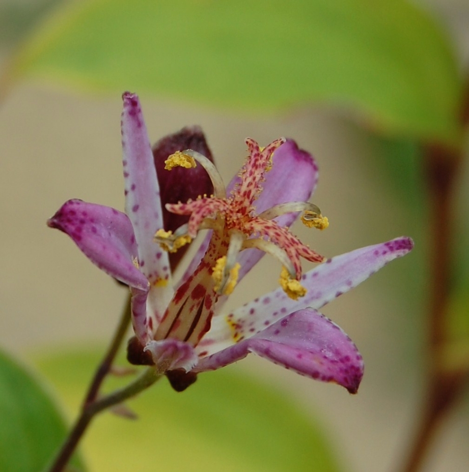 Tricyrtis "Taiwan Adbane"