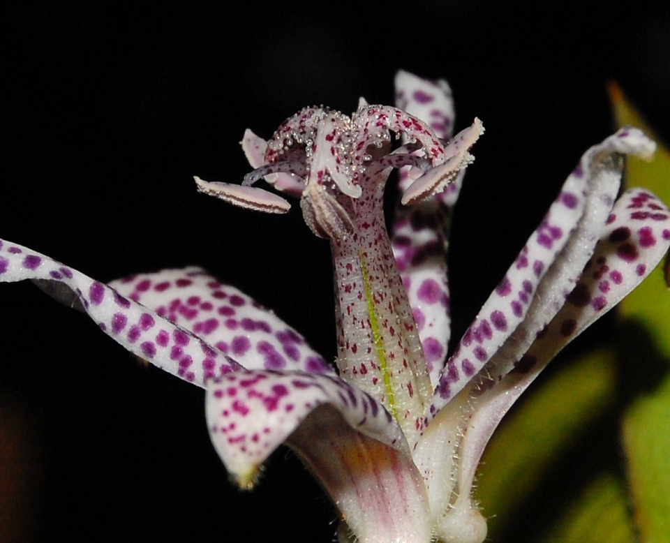 Tricyrtis hirta