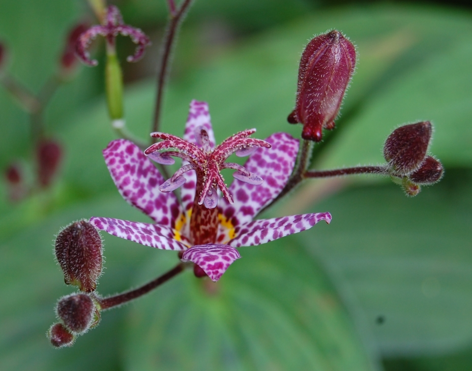 Tricyrtis formosana