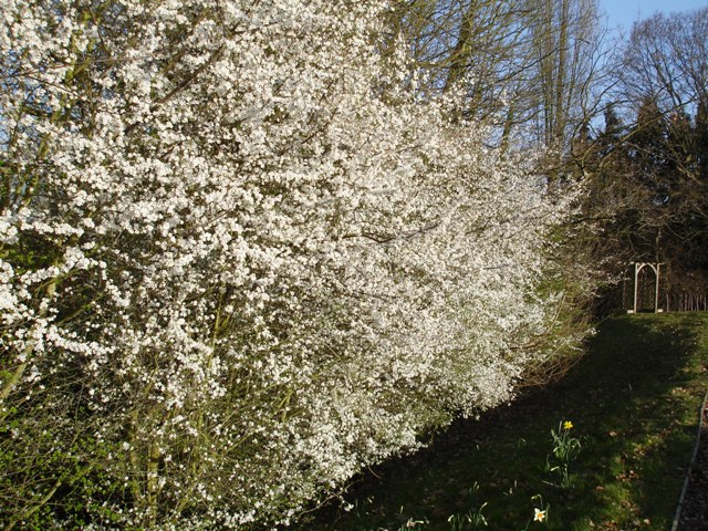 Cherry plum blossom on a spring morning