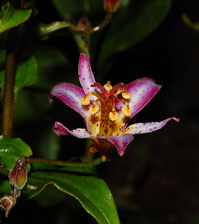 Tricyrtis "Taipei Silk"