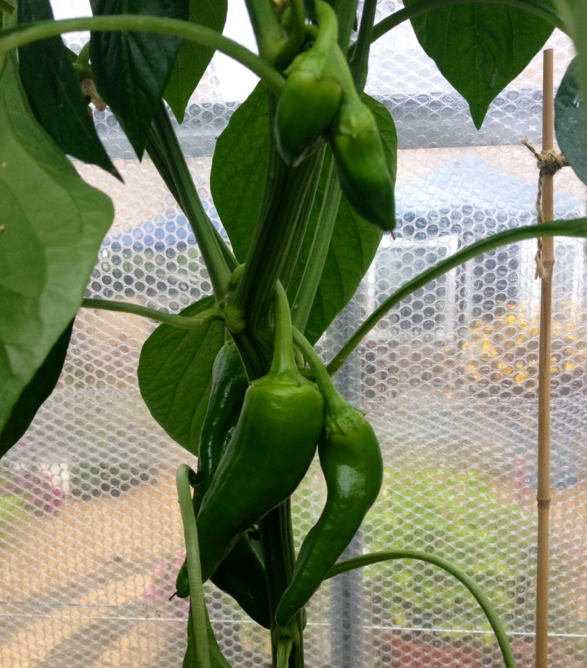 Pepper starting to swell