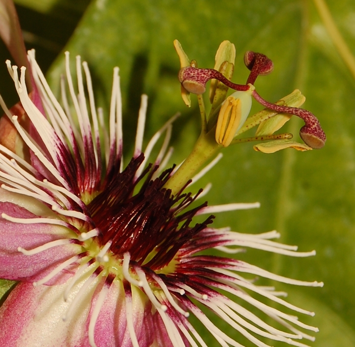 Passiflora "Amethyst"