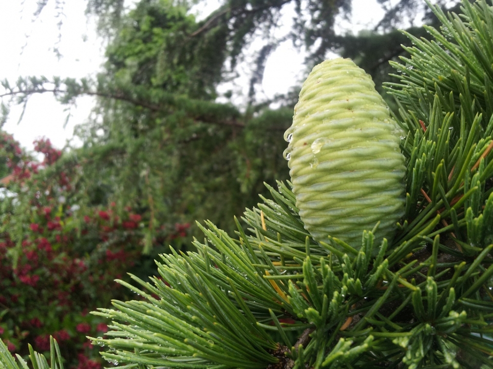 This tree has only just started doing this