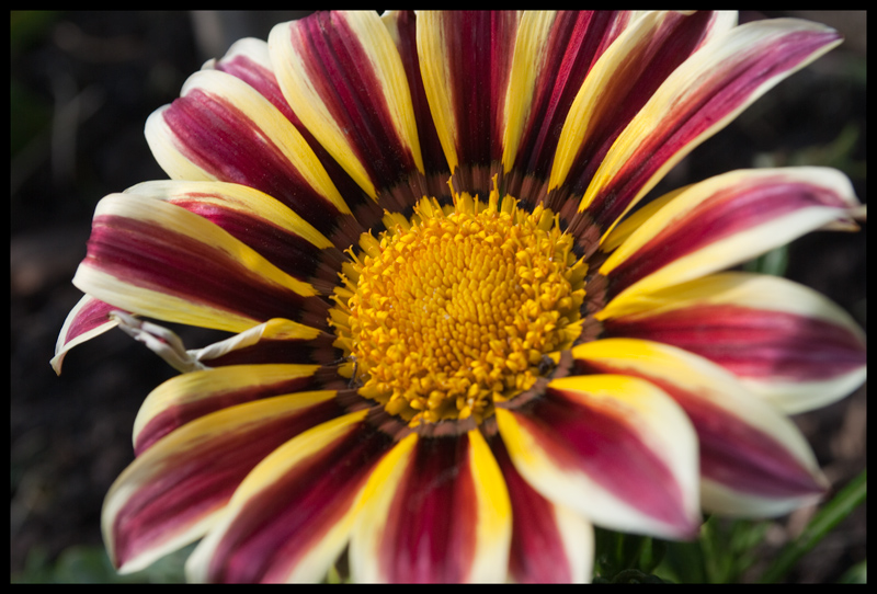 Gazania
