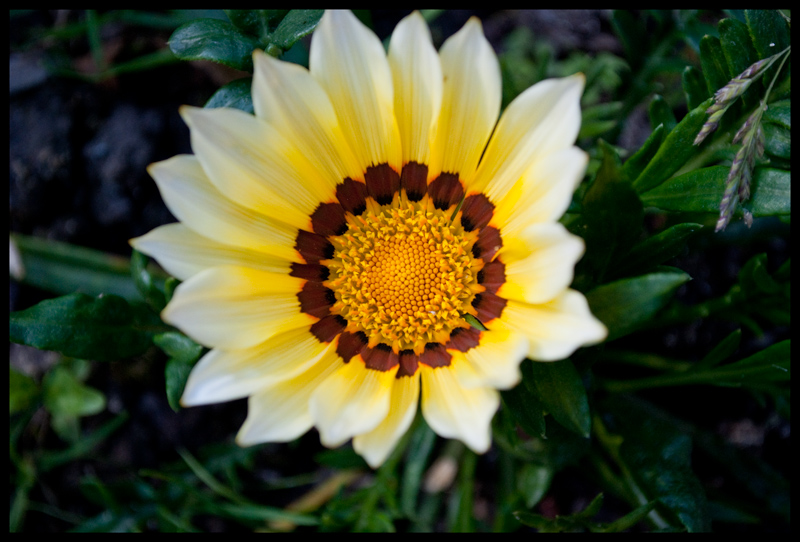 Gazania