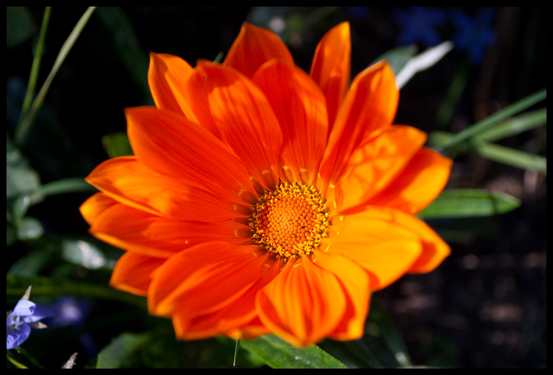 Gazania