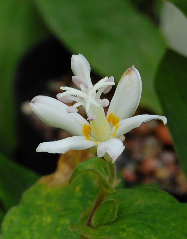 Tricyrtis "White Towers"