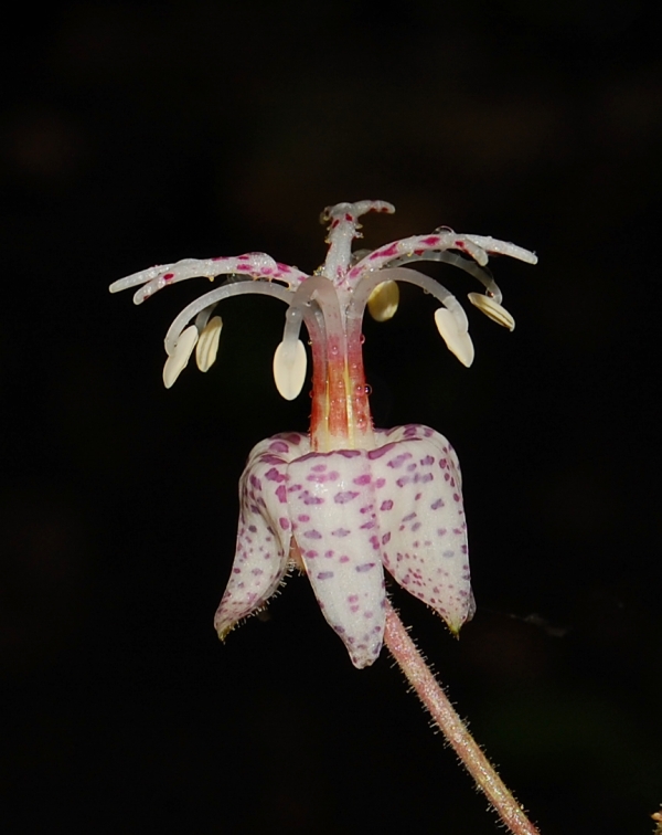 Tticyrtis macropoda (dilatata)