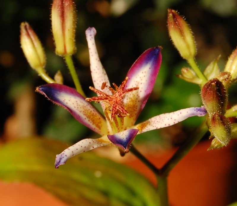 Tricyrtis lasiocarpa