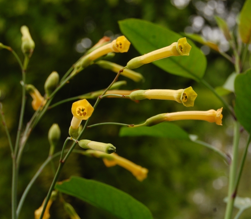 A Nicotiana that grows into a small tree.