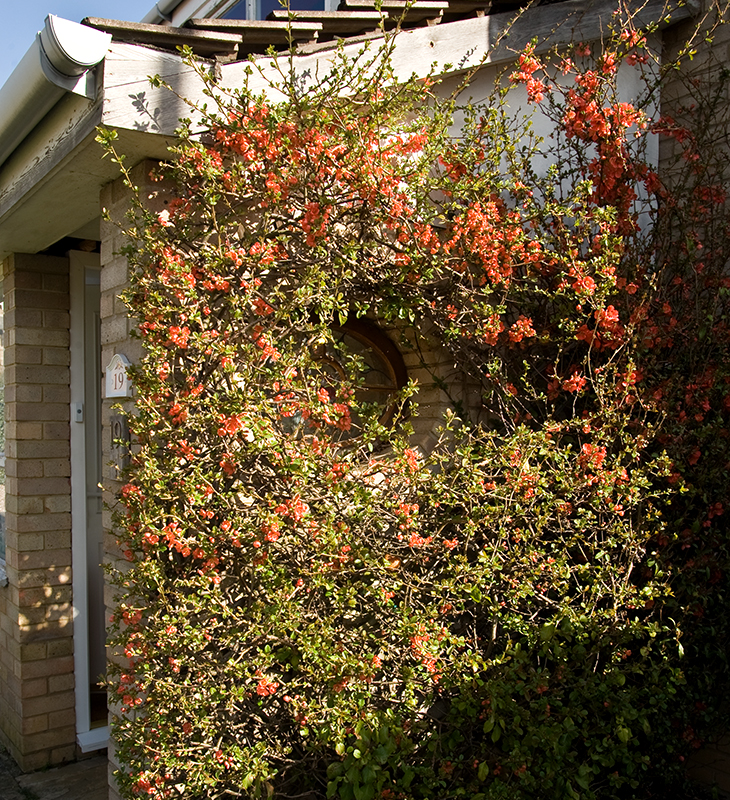 japonica on the south wall of the porch
