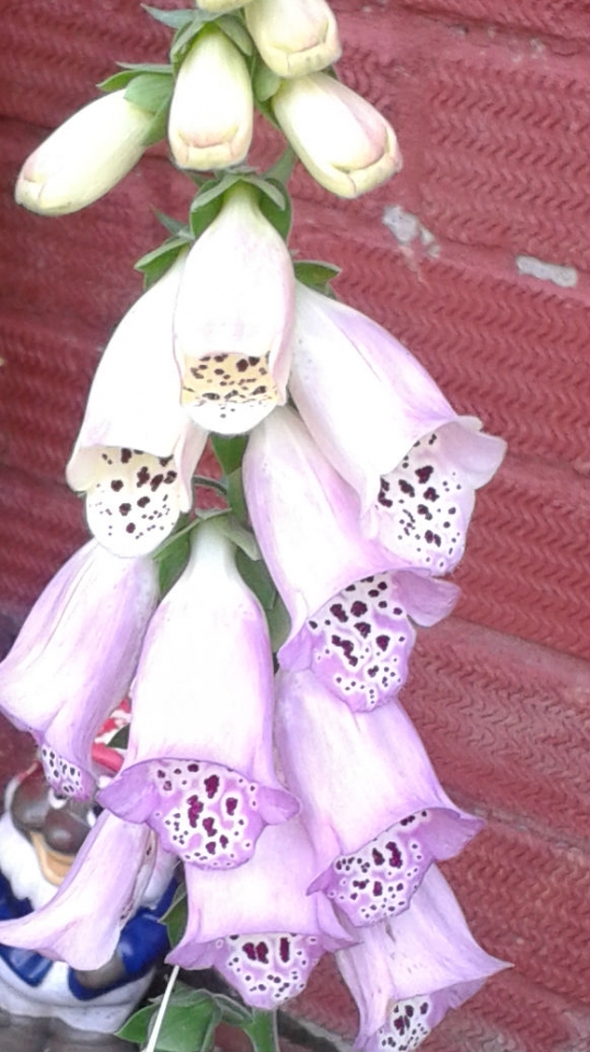 foxglove