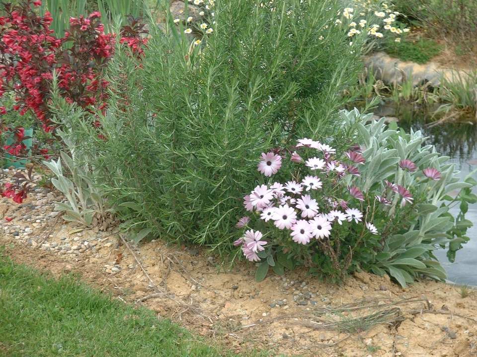 Waiting to see if Osteospermum are hardy!