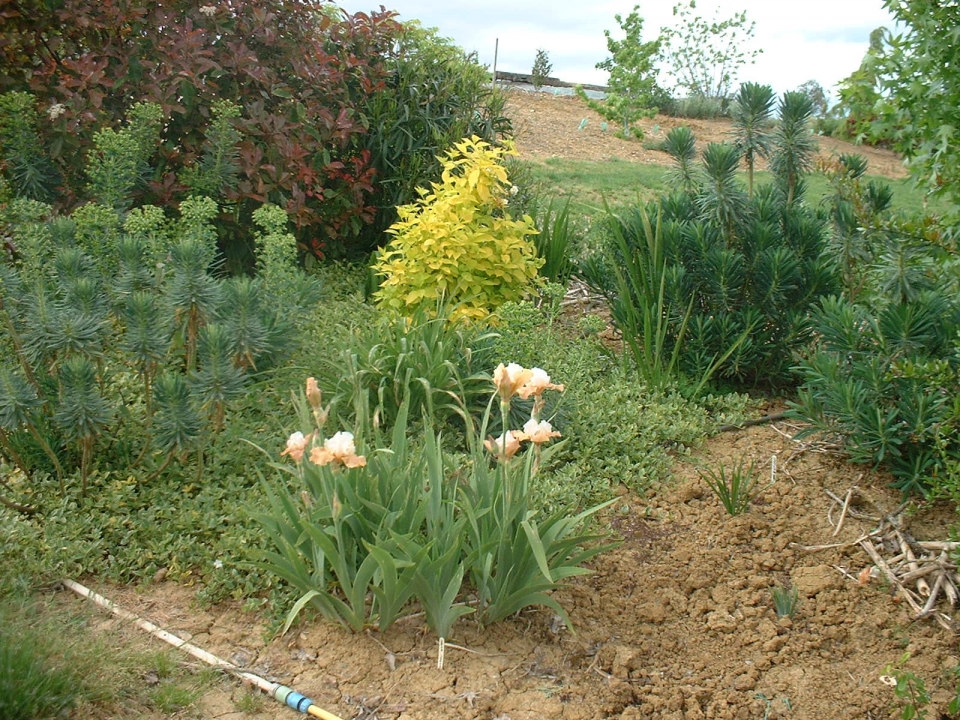 Philadelphus cor. Aurea needs more shade than it's got so far