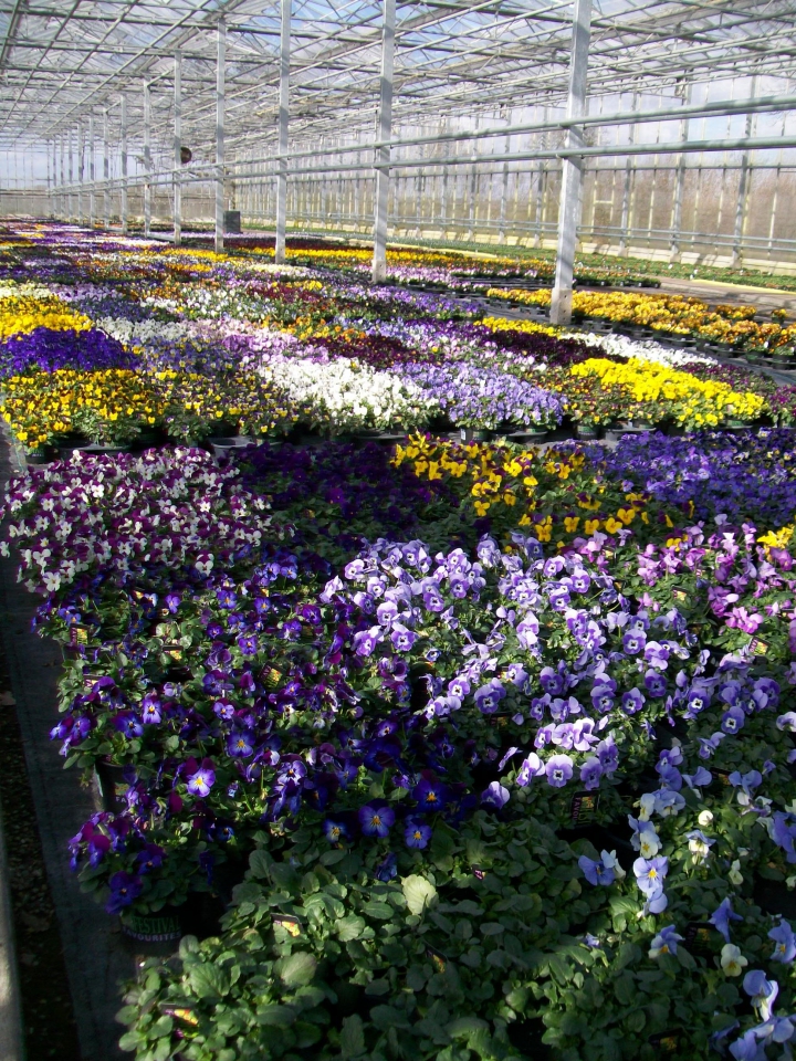 The Pansy and Viola Festival 2015