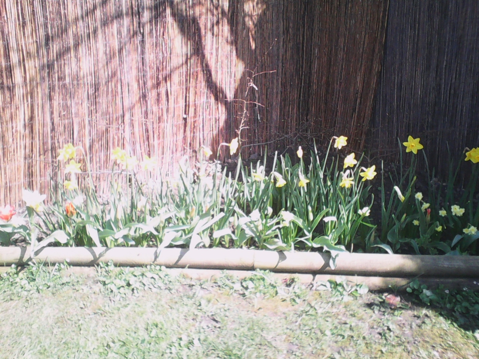 First bulbs - mainly daffs - but tulips close behind.