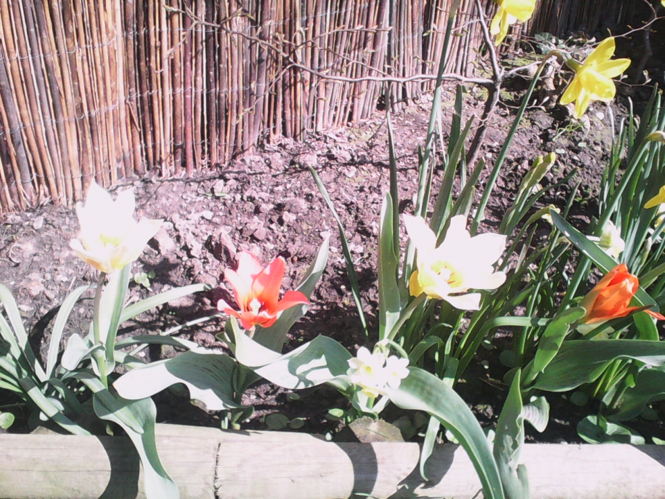 Close up of tulips - loads more to flower - will post u pics.