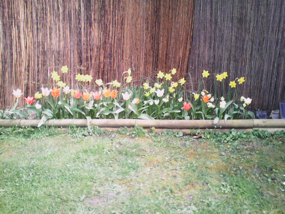 A few more tulips out.