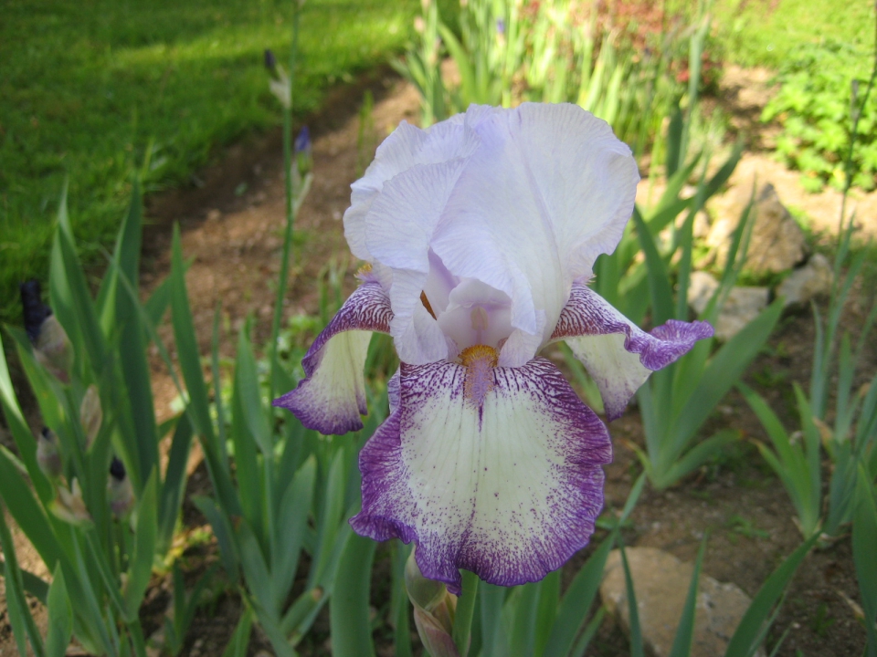 I've never seen this one in flower before!