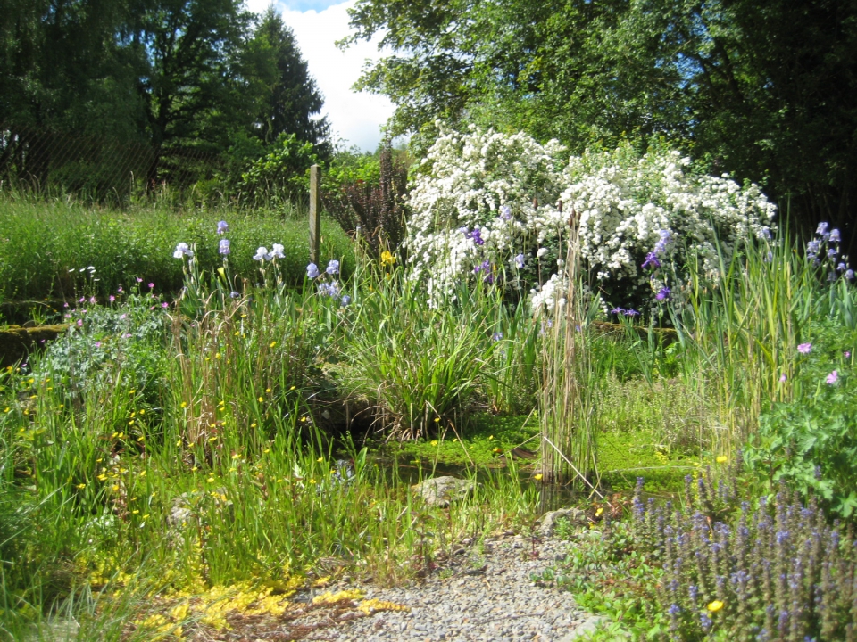 Wildlife (untidy!) pond.  Trying to keep the iris in the white to blue/purple range but last...