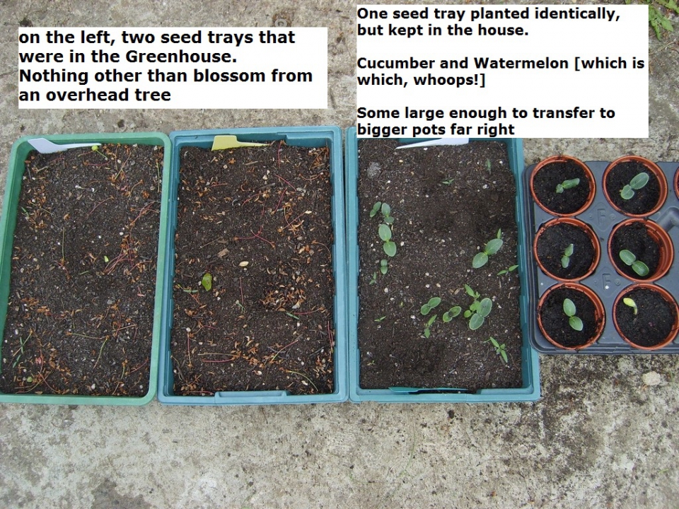 Cucumber and Watermelon Seed Traysdowcill