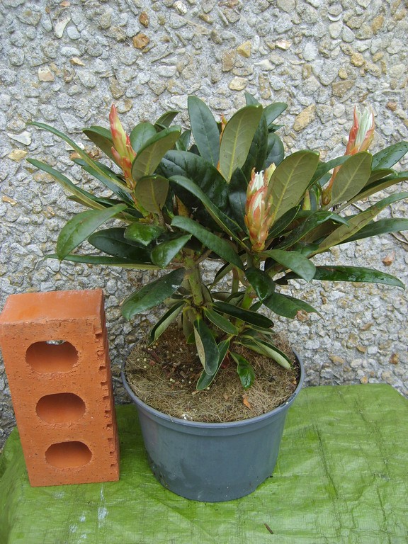 Rhododendron need re-potting?