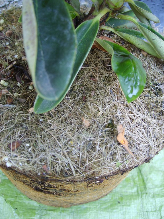 Rhododendron need re-potting?