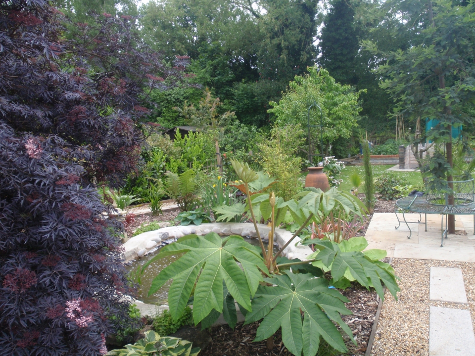 big leaves to shade the pond