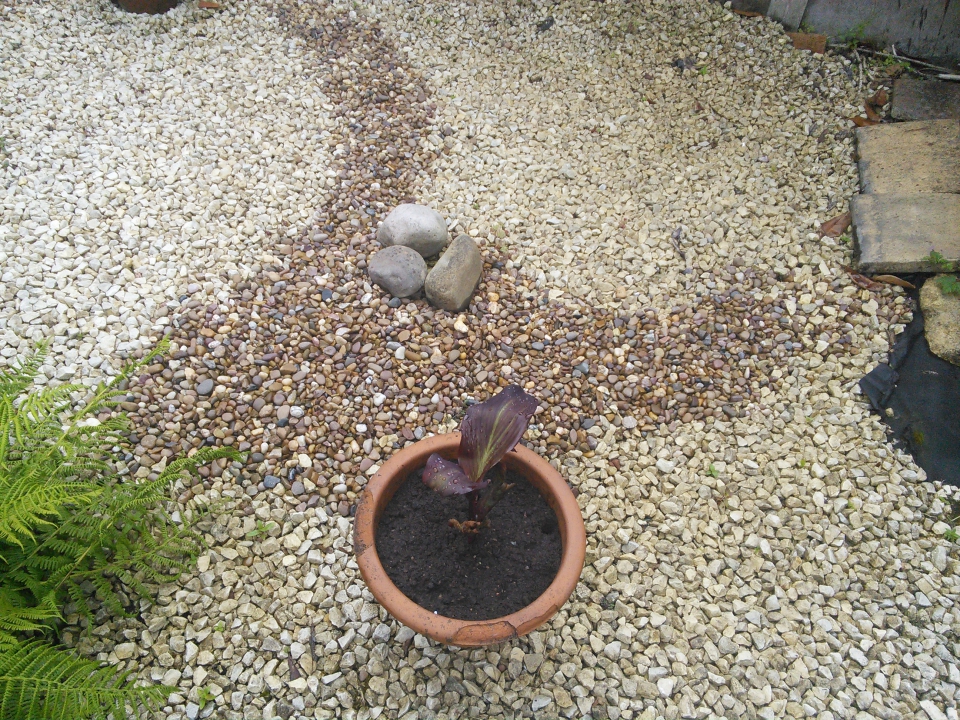Canna Durban in my new container garden