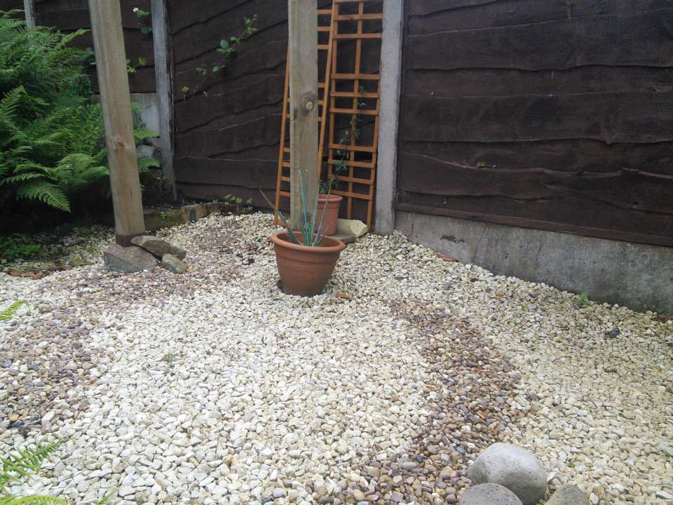 Aloe Vera plant also in the container garden