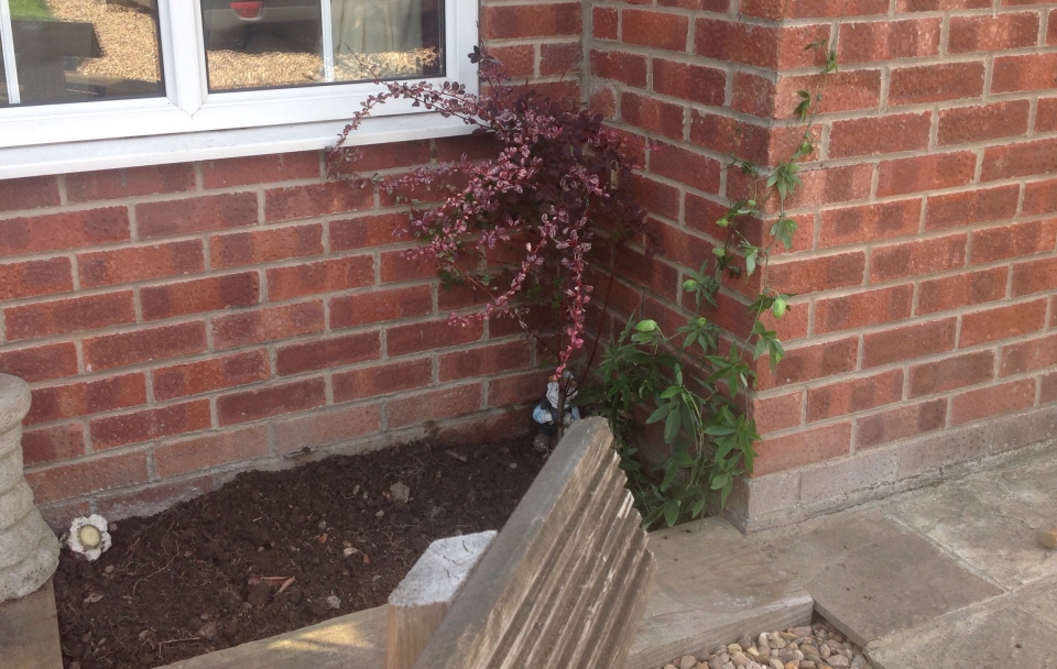 Removed 2 laurel bushes from here! Move the red one and added the passion flower to grow round...