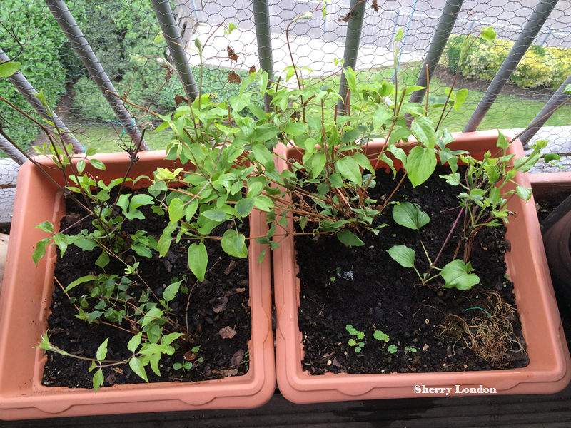 Poor baby~
Just did a hard pruning couple of weeks ago, to get new shoots.
