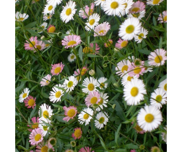 Erigeron karvinskianus
