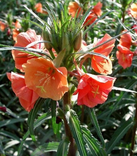 Evening Primrose "Sunset Boulevard"