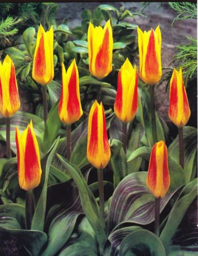 Tulip- "Guiseppe Verdi"