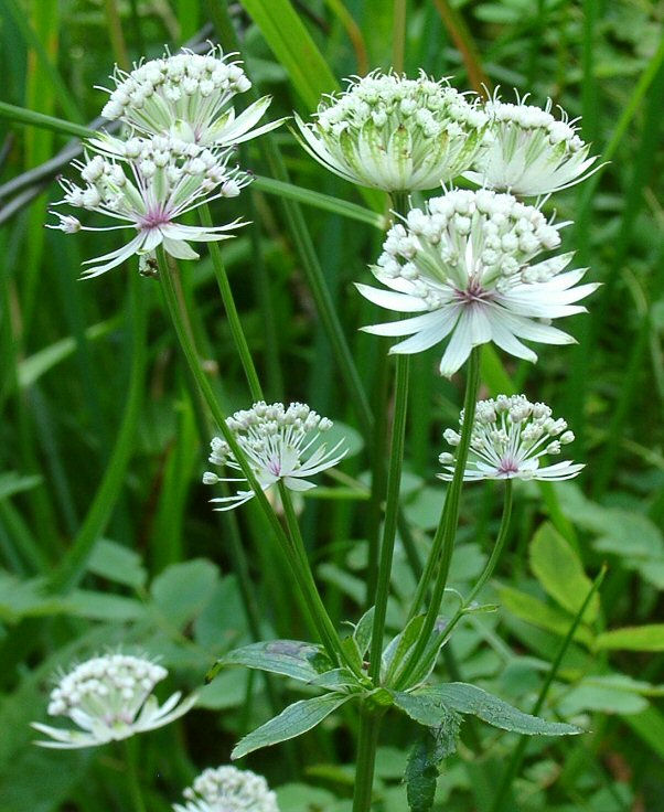 Astrantia- "Alba"